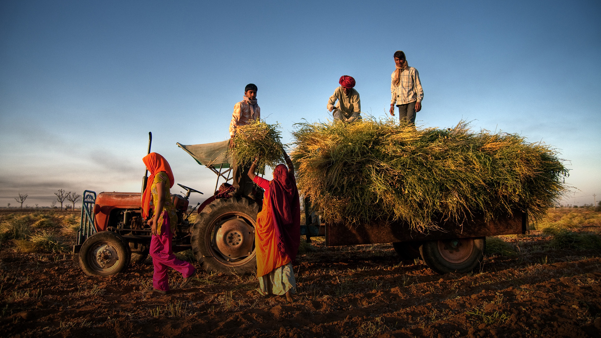 Family harvesting crops near Jaipur