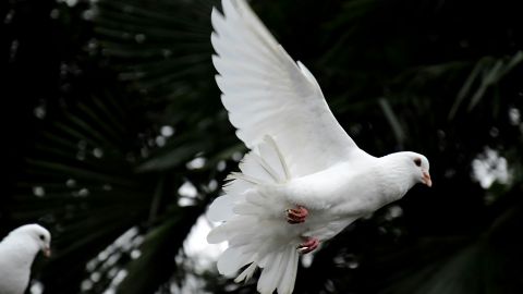 Dove flying