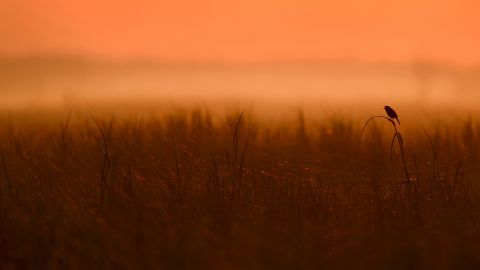 sunset with bird