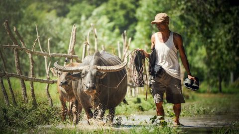 Man walking buffalo